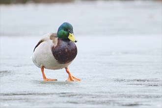 Wild duck (Anas platyrhynchos), male walking on a frozen lake, Bavaria, Germany Europe