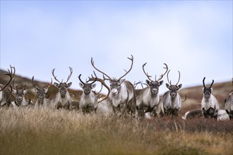 Wild mountain reindeer (Rangifer tarandus tarandus), reindeer, herd in autumn tundra, Forollhogna