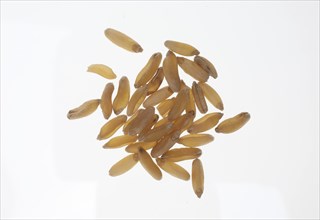 Khorasan wheat (Triticum turgidum × polonicum), also called kamut, is an old variety of spring