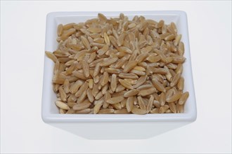 Khorasan wheat (Triticum turgidum × polonicum), also called kamut, is an old variety of spring