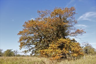 Old oak in autumn foliage, Middle Elbe Biosphere Reserve, Saxony-Anhalt, Germany, Europe