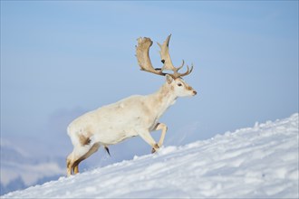 European fallow deer (Dama dama) buck on a snowy meadow in the mountains in tirol, Kitzbühel,