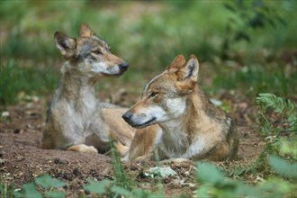 European gray wolf (Canis lupus), two animals lying in the forest, Germany, Europe