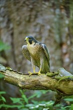 Peregrine Falcon (Falco peregrinus), adult sitting on branch in forest, Bohemian Forest, Czech