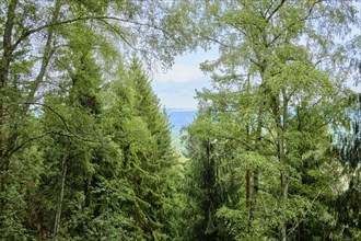 View from the Lilienstein to surrounding treetops with a narrow view of the surrounding