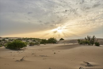 Beach "Platja del Fangar", Vegetation, nature reserve, ebro delta, Catalonia, Spain, Europe