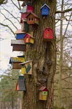 Tree with many colorful bird nest boxes, Hessen, Germany, Europe