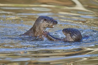 European Otter (Lutra lutra), two animals play and fight in pond, captive