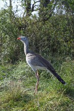 Red-legged seriema (Cariama cristata) in the breeding station of the Conservation Land Trust at the