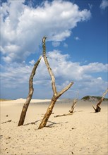 Dead trees, Slovincian National Park, Slowinski Park Narodowy, Poland, Europe