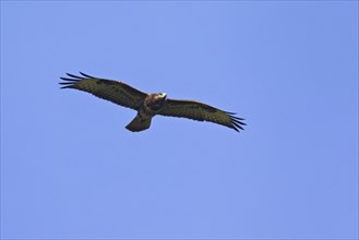 Common Buzzard (Buteo buteo) in flight against blue sky