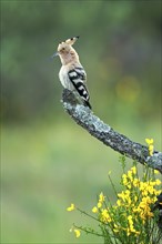 Hoopoe (Upupa epops) calling and courting over gorse, male, La Serena steppe area, Extremadura,