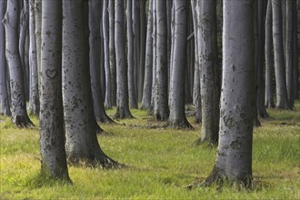 Beech trees, shaped by strong sea winds, at Ghost Wood, Gespensterwald along the Baltic Sea beach