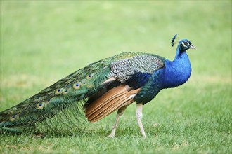 Indian peafowl (Pavo cristatus) walking on a meadow, Spain, Europe