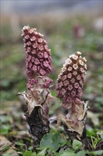 Butterbur (Petasites hybridus), Lower Saxony, Germany, Europe