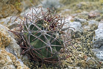 Pima pineapple (Coryphantha robustispina) (Coryphantha scheeri ssp robustispina), native to the