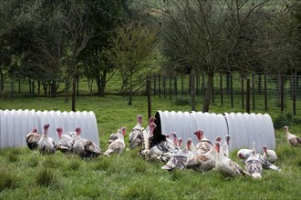 Domestic turkeys, turkey, turkeys, turkeys, chicken birds, livestock, animals, birds, poultry,