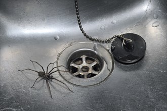 Giant house spider (Tegenaria duellica) (Tegenaria gigantea) in kitchen sink next to drain hole,