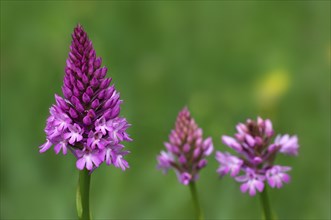 Pyramidal orchid, Pyramidal orchis, Pointed orchis, Comb orchid, Pyramidal orchid, Pyramidal