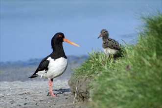 Australian eurasian oystercatcher (Haematopus ostralegus), Red Oystercatcher with chicks on the