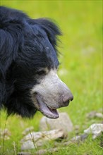 Sloth bear (Melursus ursinus) (Ursus ursinus)