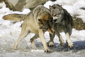 Wolves in snow (Canis lupus)