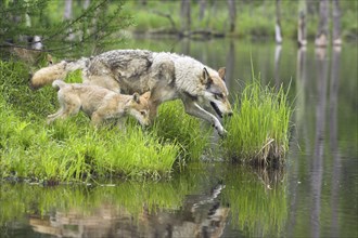 Timber Wolves, female with cub (Canis lupus)