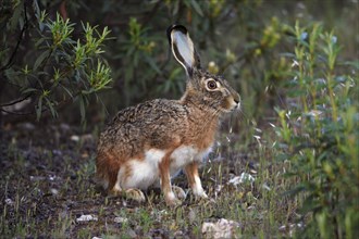 Granada hare (Lepus granatensis), Portugal, Europe