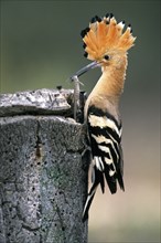 Hoopoe (Upupa epops) with lizard, at nest entrance, Andalusia, Spain, Europe