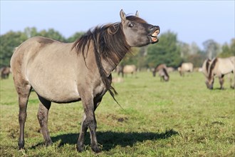 Dülmen wild horse, flehmen, Merfelder Bruch, Dülmen, North Rhine-Westphalia, Germany, Europe