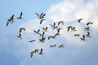 Curlews, Northumberland, England (Numenius arquata)