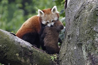 Red Panda (Ailurus fulgens) with young