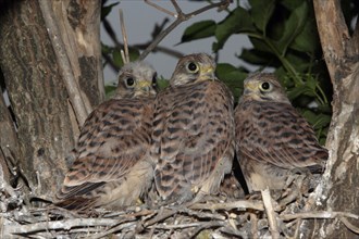 Young Common Kestrels (Falco tinnunculus) in nest, Austria, Europe