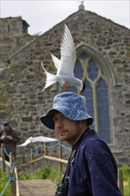 Arctic Tern (Sterna paradisaea) attacking tourist, Farne Islands, Great Britain