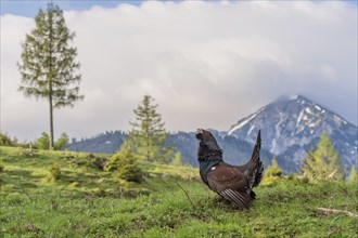 Western capercaillie (Tetrao urogallus) courting, Kalkalpen National Park, Upper Austria, Austria,