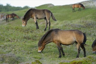 Exmoor ponies, De Bollekamer nature reserve, Texel island, North Holland, Netherlands