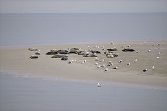 Harbor seals (Phoca vitulina) and grey seals (Halichoerus grypus), on sandbank at low tide, Texel