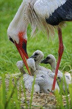 White stork feeding chicks (Ciconia ciconia)