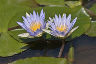 Blue Egyptian Water Lilies or Sacred Blue Lilies (Nymphaea caerulea), South Luangwa National Park,