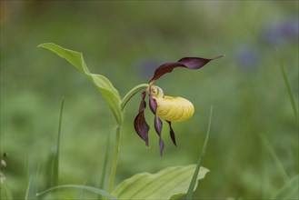 Lady's Slipper Orchid (Cypripedium calceolus), flower, Kalkalpen National Park, Upper Austria,