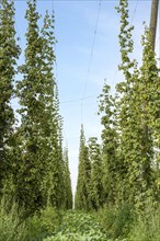 Hop field Hop cultivation, Hops (Humulus), Alsace, France, Europe