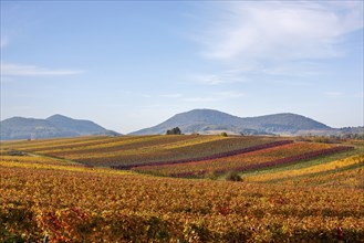 Autumn landscape, view over colourful vineyards to the Palatinate Forest, Haardt, Haardtrand,