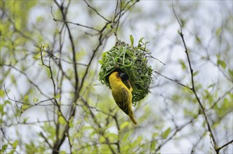 Eastern Golden Weaver (Ploceus subaureus) building a nest, Dhofar Region, Oman, Asia