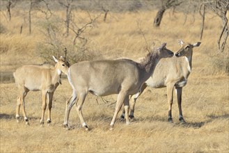 Nilgai or Nilgaus (Boselaphus tragocamelus), Gir Forest National Park, Gir Sanctuary, Gujarat,