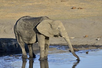 African bush elephants (Loxodonta africana) drinking at Somalisa waterhole, Hwange National Park,