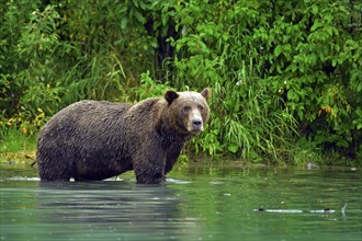 Brown bear (Ursus arctos) standing in the water fishing for salmon, Lake Clarke National Park,