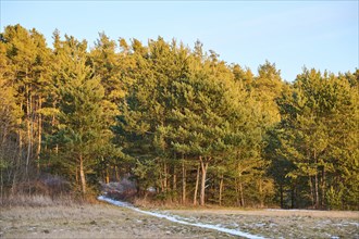 Trail going into a Scots pine (Pinus sylvestris) forest, Upper Palatinate, Bavaria, Germany, Europe