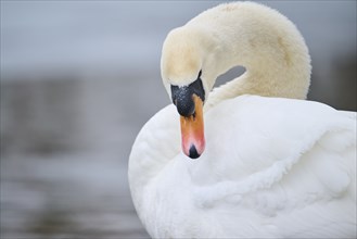 Mute swan (Cygnus olor), portrait, detail, Bavaria, Germany Europe