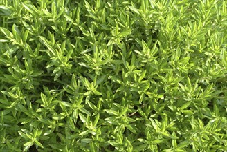 Summer savory (Satureja hortensis), also garden savory, true savory, pepperwort, family of the