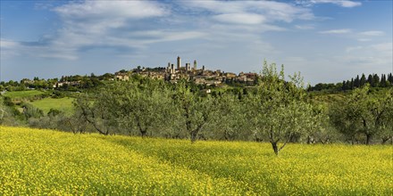 San Gimignano, Tuscany, Italy, Europe